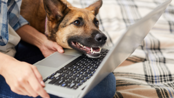 Dog sitting on a person's lap with a laptop, on a plaid blanket