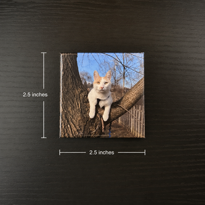 custom cat photo magnet by Hunter's Healthy Treats